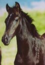 Pferdepostkarte Morgan Horse Stutfohlen GHB Sambas Black...