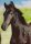 Pferdepostkarte Morgan Horse Stutfohlen GHB Sambas Black Swizlwy