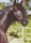 Pferdepostkarte Lusitano Hengst Promedito