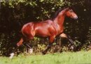 Horse Postcard Welsh-B Stallion Frankenhoehs Arrow