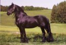 Horse Postcard Friesian Stallion Tomke fan Lister
