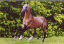 Horse Postcard Achal-Tekkiner Stallion Hilal