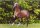 Horse Postcard Achal-Tekkiner Stallion Hilal