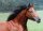 Horse Postcard Quarter Horse Mare  Ricochet Smart Star