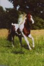 Pferdepostkarte Paint Horse Hengst Smooth Cody
