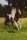 Pferdepostkarte Paint Horse Hengst Smooth Cody