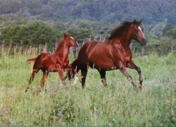 Horse Postcard Quarter Horse Miss Steppin Puppet