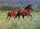 Horse Postcard Quarter Horse Miss Steppin Puppet