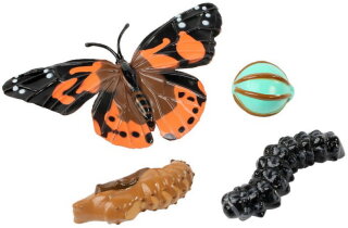 Insect Lore 4760 - Lebenszyklus des Schmetterlings