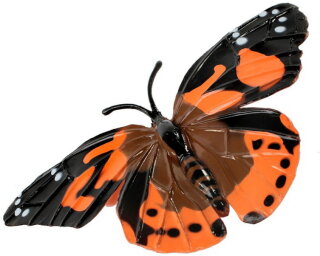 Insect Lore 4760 - Lebenszyklus des Schmetterlings