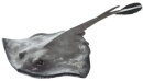 Safari Ltd. 100507 - Sting Ray