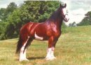 Horse Postcard Shire Mare