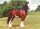 Horse Postcard Shire Mare