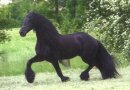 Friesian Stallion