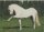 Horse Postcard P.R.E. Stallion