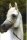 Horse Postcard Arabian Stallion Dahmraks Amir Mokal