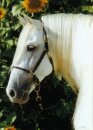 Horse Postcard Andalusian Stallion
