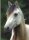 Morgan Mare
