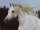 Horse Postcard Arabian Mare Fatima
