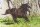Horse Postcard Morgan Horse Mare FGM Samba Pa Ti