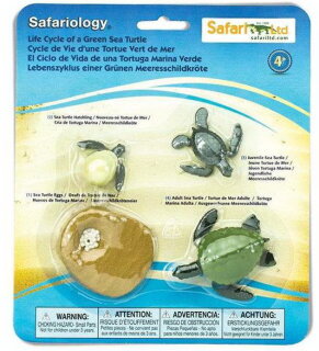 Safari Ltd. Safariology® 662316 - Lebenszyklus der Suppenschildkröte (Grüne Meeresschildkröte)