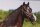 Horse Postcard Welsh B Mare Frankenhöhs Lady Moon