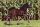 Horse Postcard Arravani Filly Naoussa