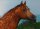 Horse Postcard Arabian Stallion Pomarval