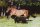 Horse Postcard Islandic Stallion  Pipar vom Moarschusterhof