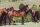 Horse Postcard Morgan Horse Young Stallion GHB What Ever You Want