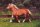 Horse Postcard Haflinger Mare