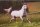 Horse Postcard Welsh-B Stallion Benetton Bric