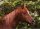 Horse Postcard Arabian Stallion Naborscik