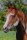 Horse Postcard Paint Stallion BTS Jim Cody