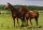 Pferdepostkarte Quarter Horse Stute PeppyS Remember
