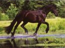 Horse Postcard Friesian Vando
