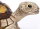 Safari Ltd. 258629 - Tortoise