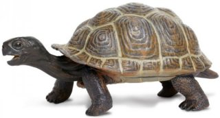 Safari Ltd. 260829 - Galapagos Baby Tortoise
