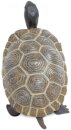 Safari Ltd. 260829 - Galapagos Baby Tortoise