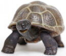 Safari Ltd. 260829 - Galapagos Baby Tortoise
