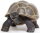 Safari Ltd. 260829 - Galapagos Baby Tortoise