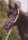 Horse Postcard Arabian Stallion The Verdict HG