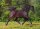 Horse Postcard Arabian Mare Bint Jamira