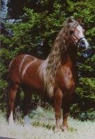 Horse Postcard Welsh C Stallion Maesymor Brenon Marc