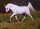 Horse Postcard Arabian Stallion Al Samir