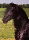 Horse Postcard Friesian Stallion Gulden vom Wendelstein