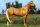 Pferdepostkarte Quarterhorse Countoures Classic Boy