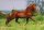 Horse Postcard Islandic Stallion  Högnudur vom Wiesenhof