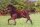 Horse Postcard  Welsh B Stufohlen