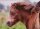 Pferdepostkarte Shetlandpony Holsteins Bagda
